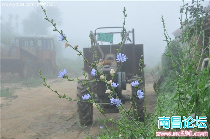 俺们村：清晨的拖拉机和紫花