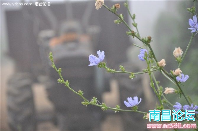 俺们村：清晨的拖拉机和紫花