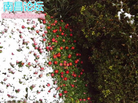 上海，清晨，公园，雪