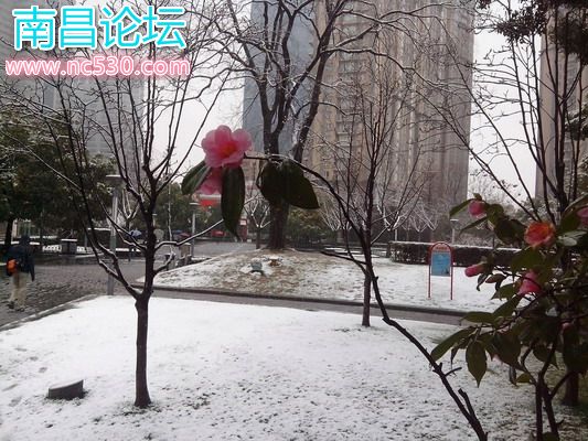 上海，清晨，公园，雪