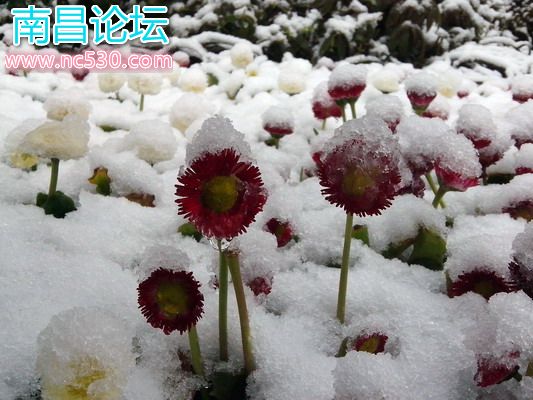 上海，清晨，公园，雪