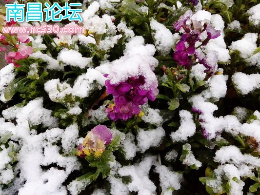 上海，清晨，公园，雪