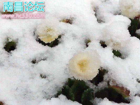 上海，清晨，公园，雪