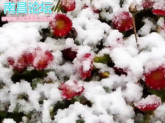 上海，清晨，公园，雪