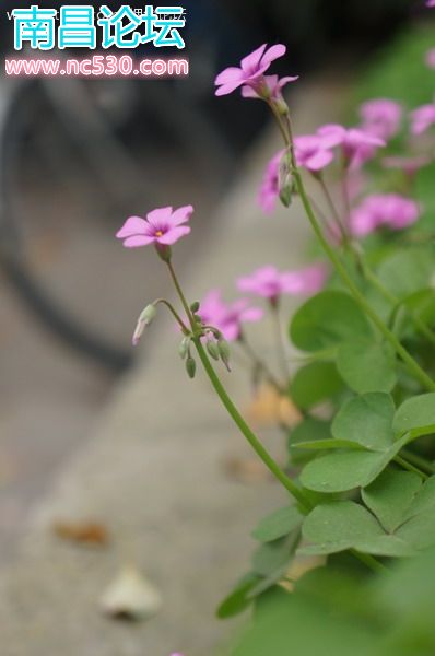 校园偶拾：红花酢浆草