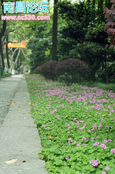 校园偶拾：红花酢浆草