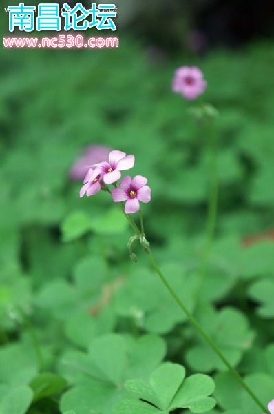 校园偶拾：红花酢浆草