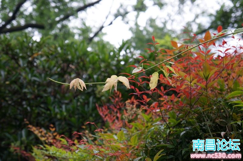 公园：早晨的细节