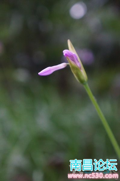 公园：早晨的细节