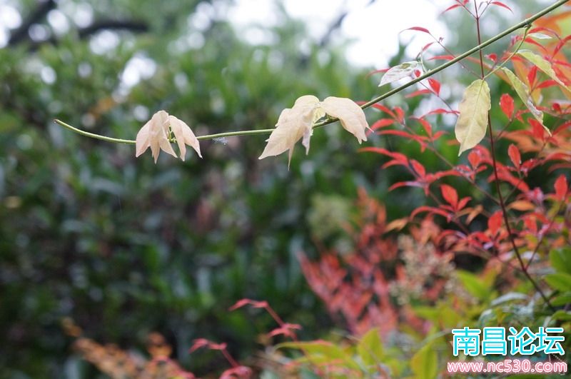 公园：早晨的细节