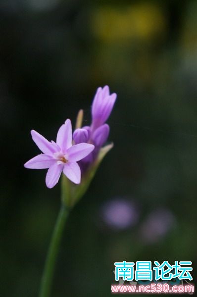 公园：早晨的细节