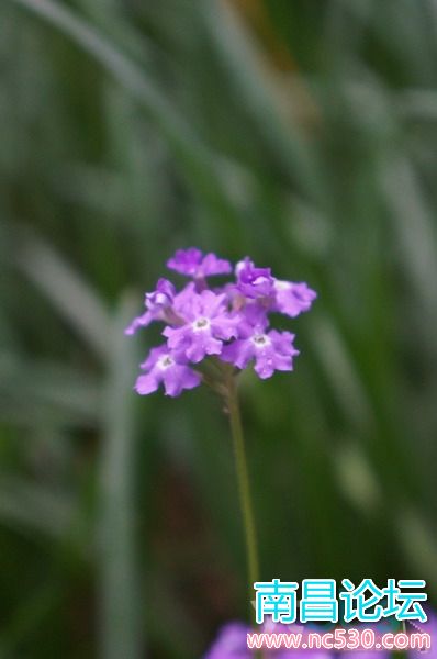 公园：早晨的细节