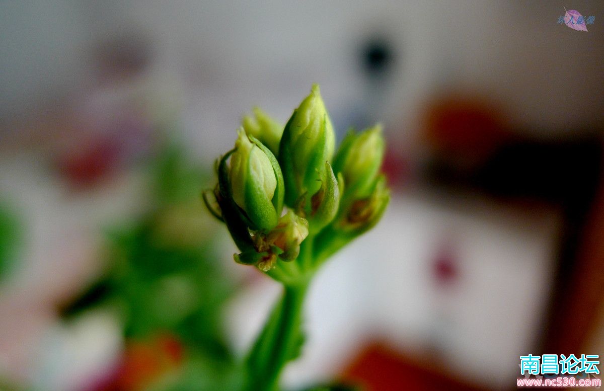 谁说我养的花不开花，虽然花很小