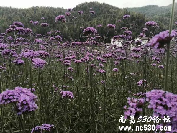 请问图片里的花是什么花？