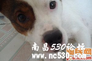 球球 90518 其他犬种/其他/unknown 点击看大图