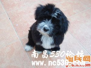 咪咪 165620 其他犬种/其他/unknown 点击看大图