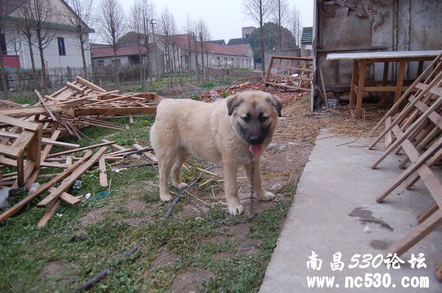 求高手鉴定此犬种！