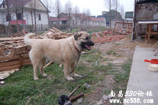 求高手鉴定此犬种！