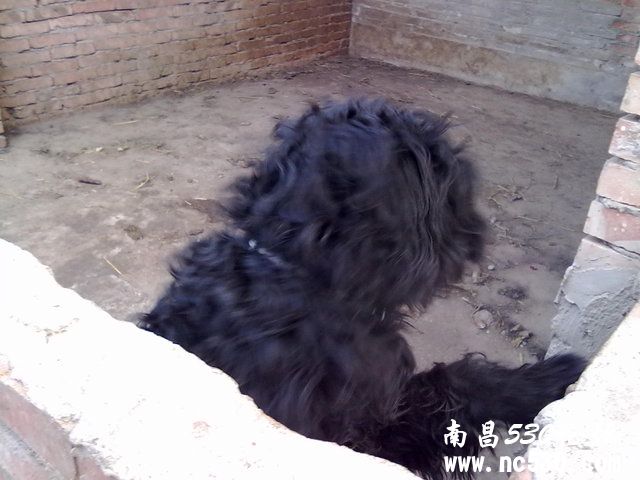 求大家鉴定下这是不是葡萄水犬