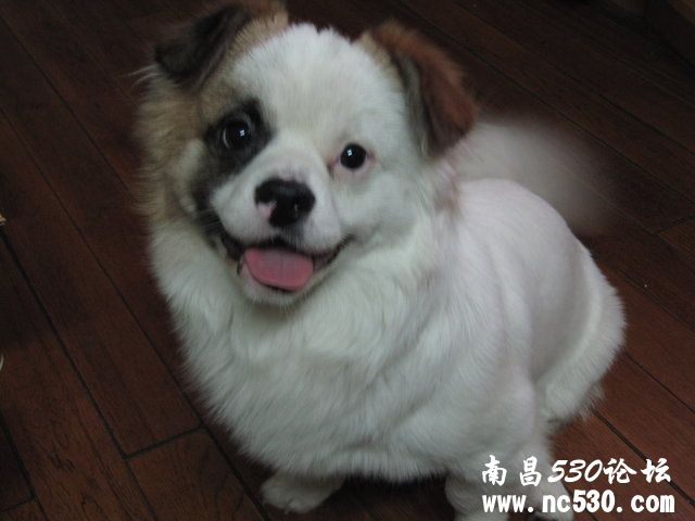 请问这个是不是蝴蝶犬和京巴串？