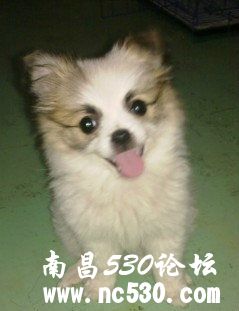 这个是珍珠犬吗？