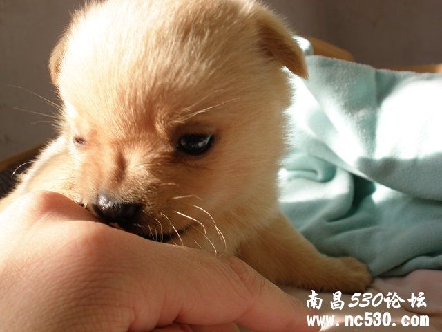 请教 我家小宝宝是什么犬种