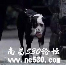 波音达和指示犬的关联,区别和智商