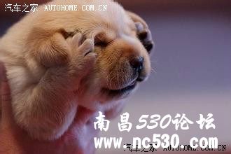 标致508 这车可行？