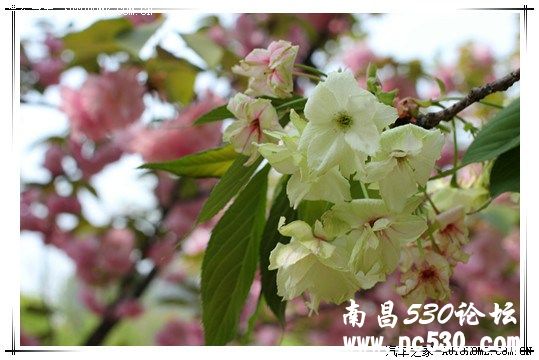 清明小长假，湖南炎陵踏青赏景一日游