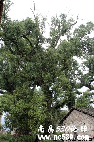 “千年古村——流坑”自驾一日游（修订）