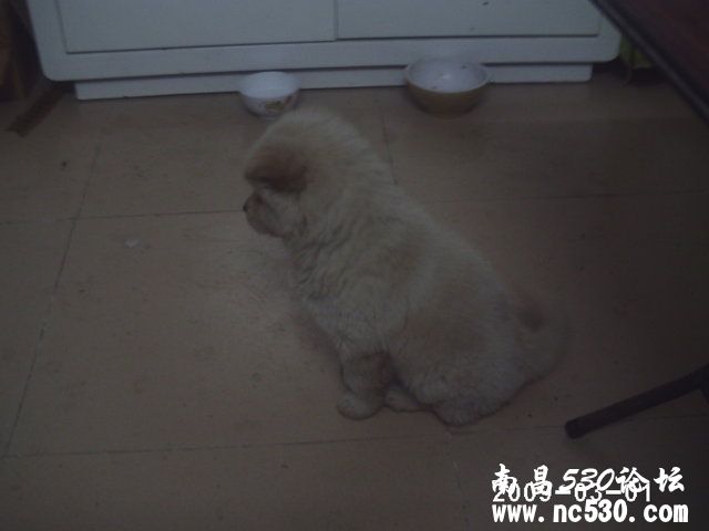 猜一猜是什么串串啊能长多大