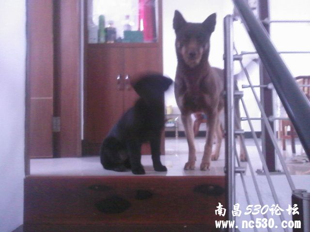 这是什么犬（康康和佳佳）