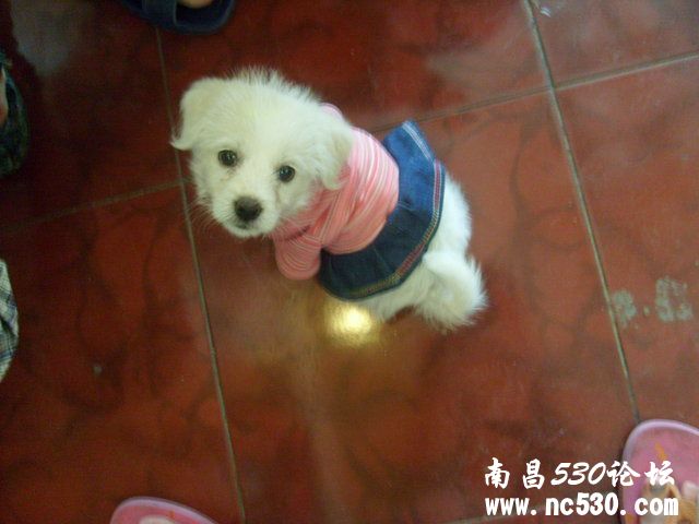 帮帮忙 小美是什么犬种。。。