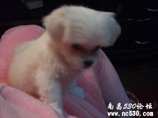 是否马尔济斯犬?纯否？