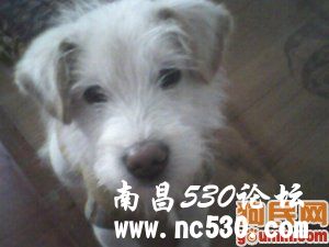 来福 400562 其他犬种/其他/unknown