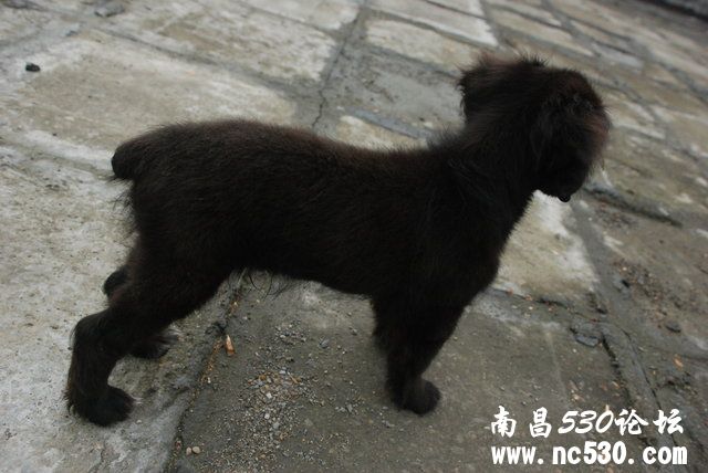 这是什么犬、能长多大、习性？