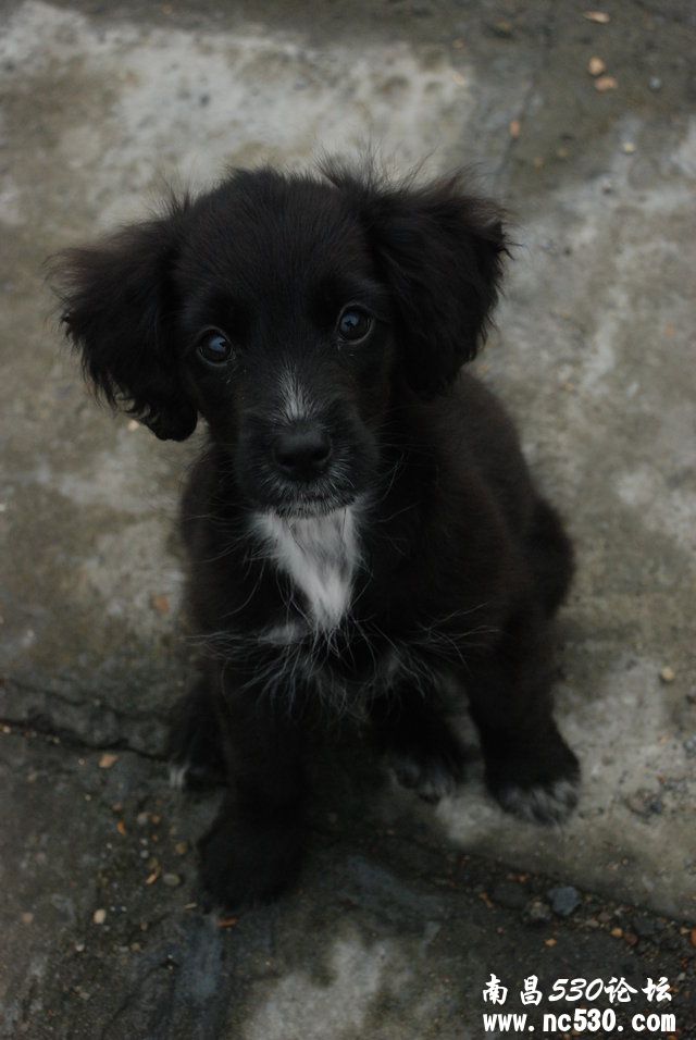 这是什么犬、能长多大、习性？