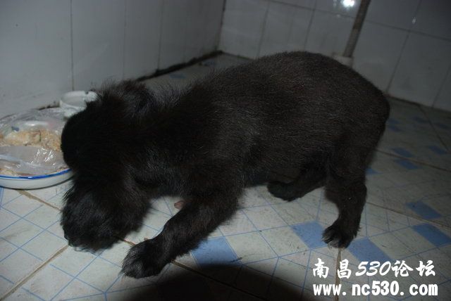 这是什么犬、能长多大、习性？