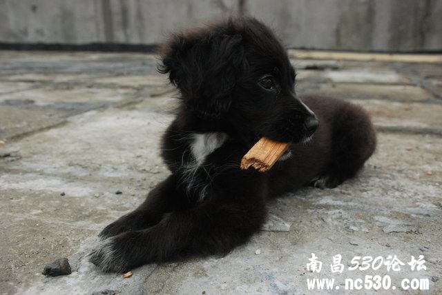 这是什么犬、能长多大、习性？