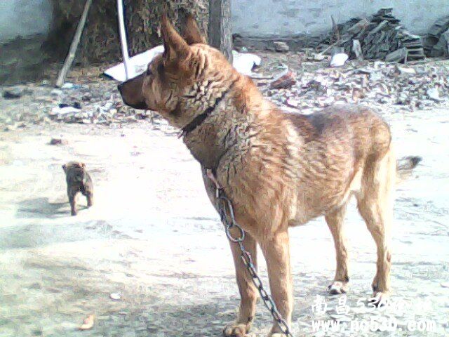 帮忙看下我家狗狗什么犬种