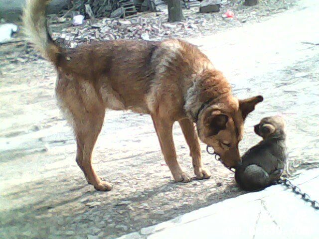 帮忙看下我家狗狗什么犬种