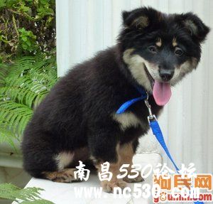 多多 474995 其他犬种/其他/unknown