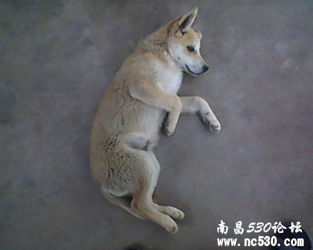 我家的狗是中华田园犬吗？