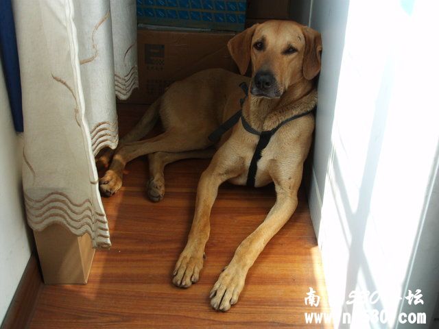 求助:我宝贝是属于哪类犬种?