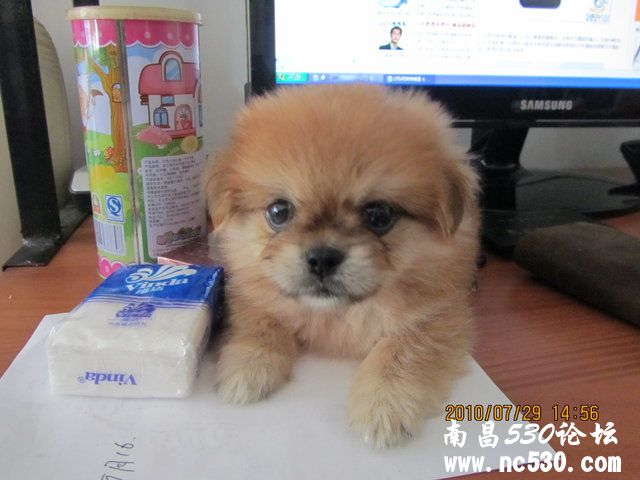 请大家看看这是北京犬吗？