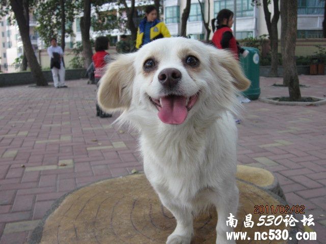 什么狗?