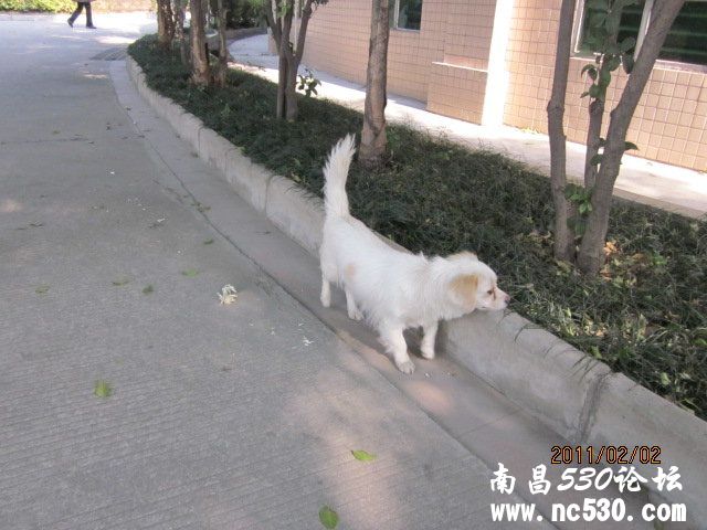 什么狗?