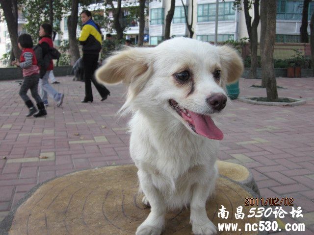 什么狗?