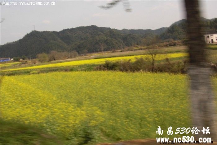 带着小北去看油菜花