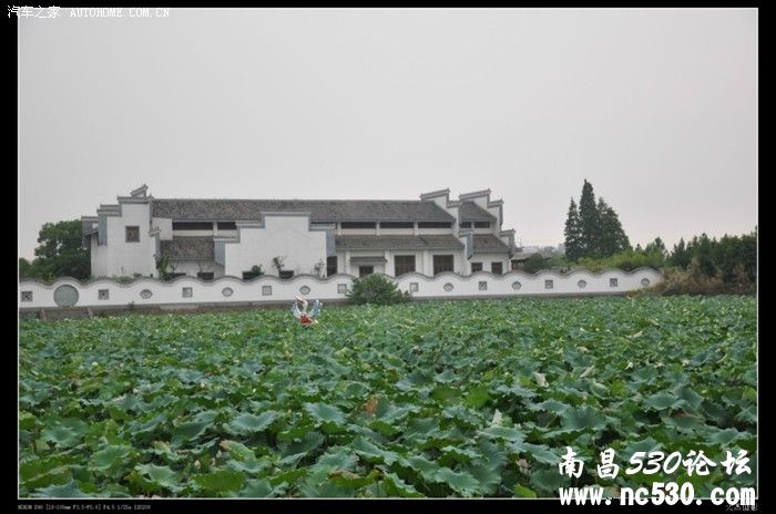 闲的无聊 到象湖看看荷花，花都谢了，荷叶烂了